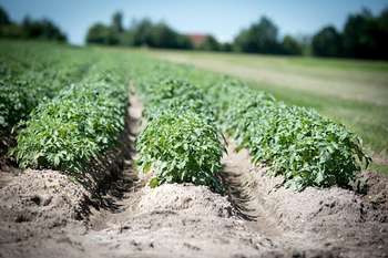 Agricoltura - Photo credit: Foto di Wolfgang Ehrecke da Pixabay 