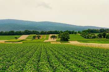 Agricoltura - Foto di Schwoaze da Pixabay  