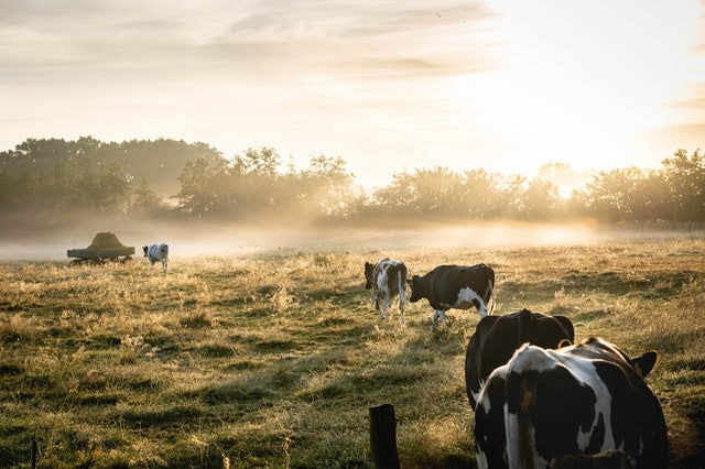 Fondi europei agricoltura allevamento - Foto di Lukas Hartmann da Pexels