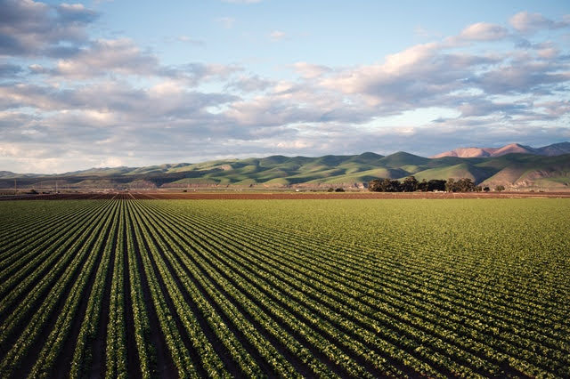 Agricoltura - Photo credit: Foto di Tim Mossholder da Pexels