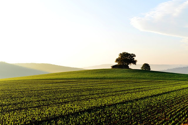Agricoltura - Photo credit: Foto di congerdesign da Pixabay
