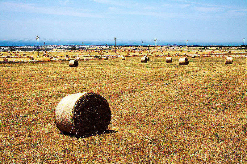 campo di grano-foto di L'Ibleo